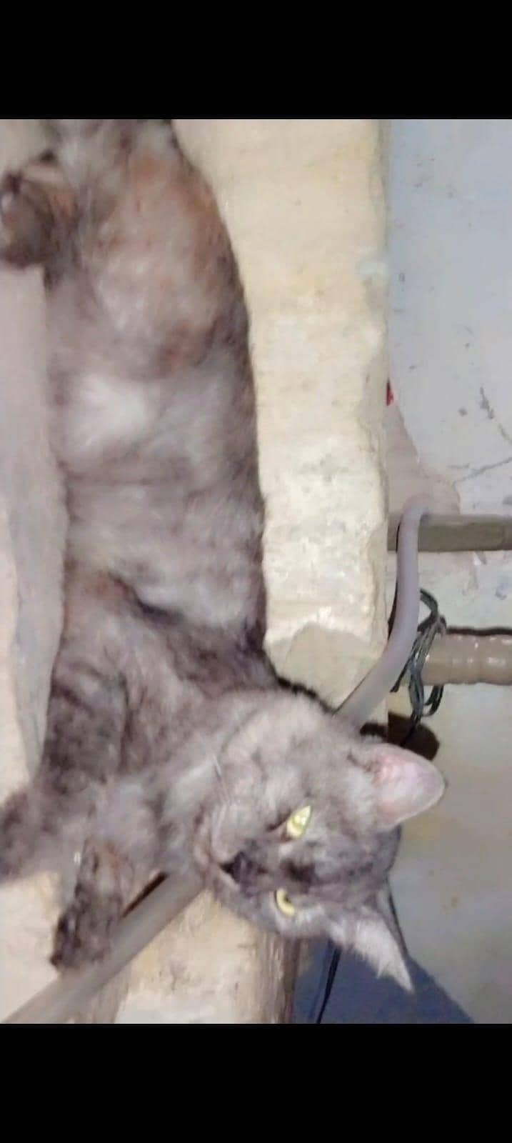 persian cats 8