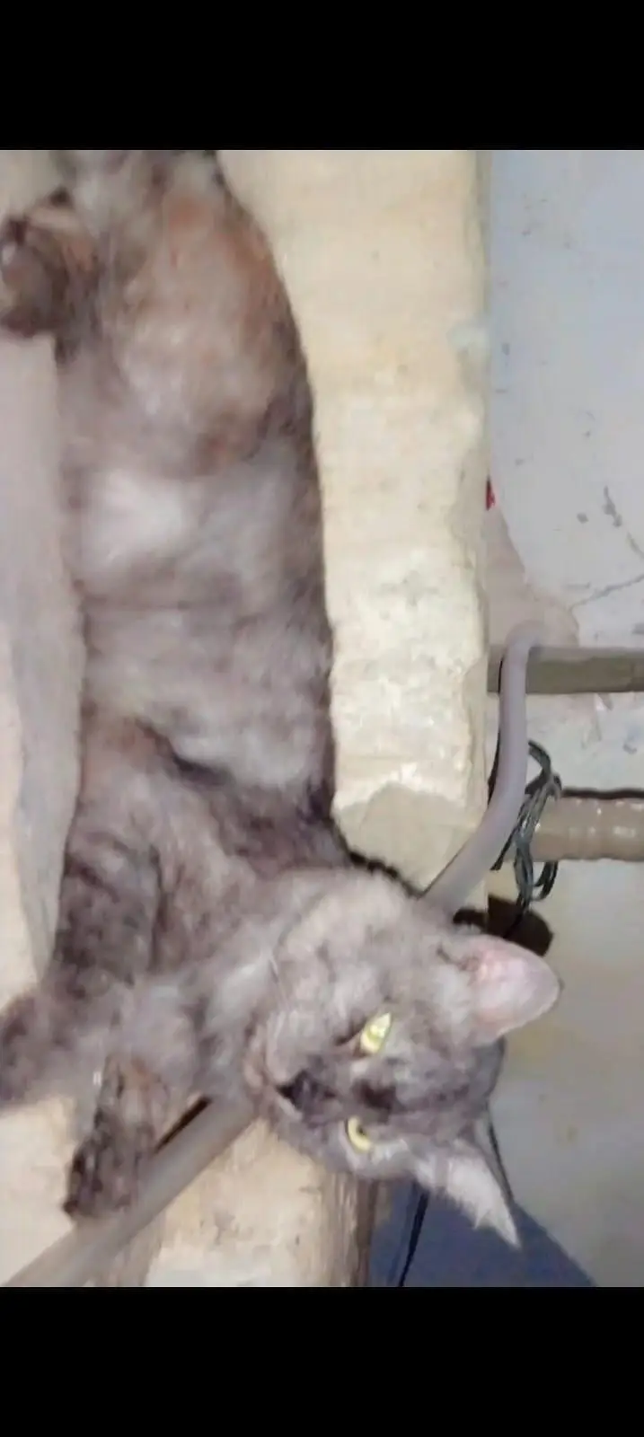 persian cats — photo 9