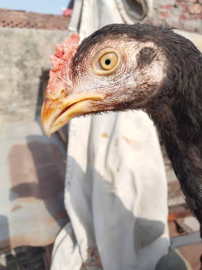 Aseel Black male Patha For sale