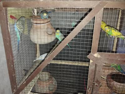 Budgies for sale