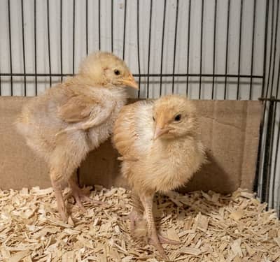 Golden Heavy Buff Chicks Pair Age 2 month approx Full Healthy Active