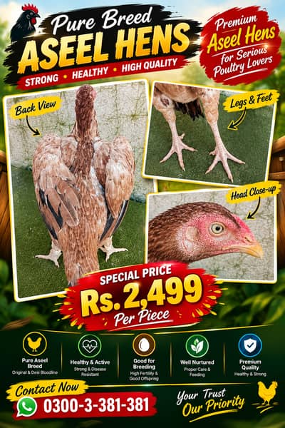 Aseel Hens Home Breed