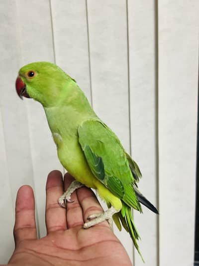 Beautiful baby Parrot for sale