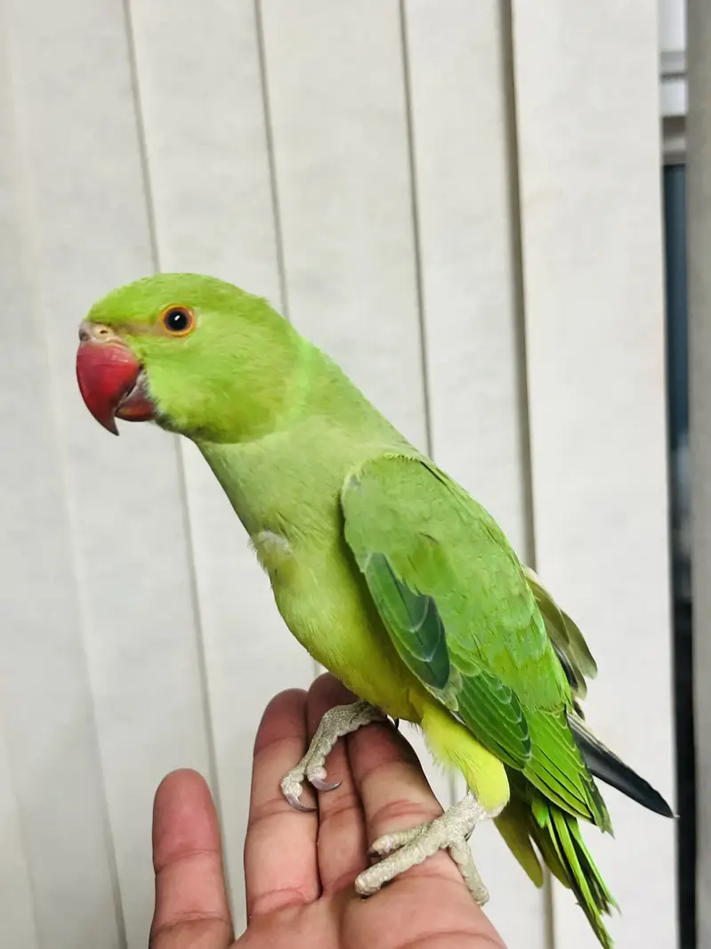 Beautiful baby Parrot for sale — photo 2