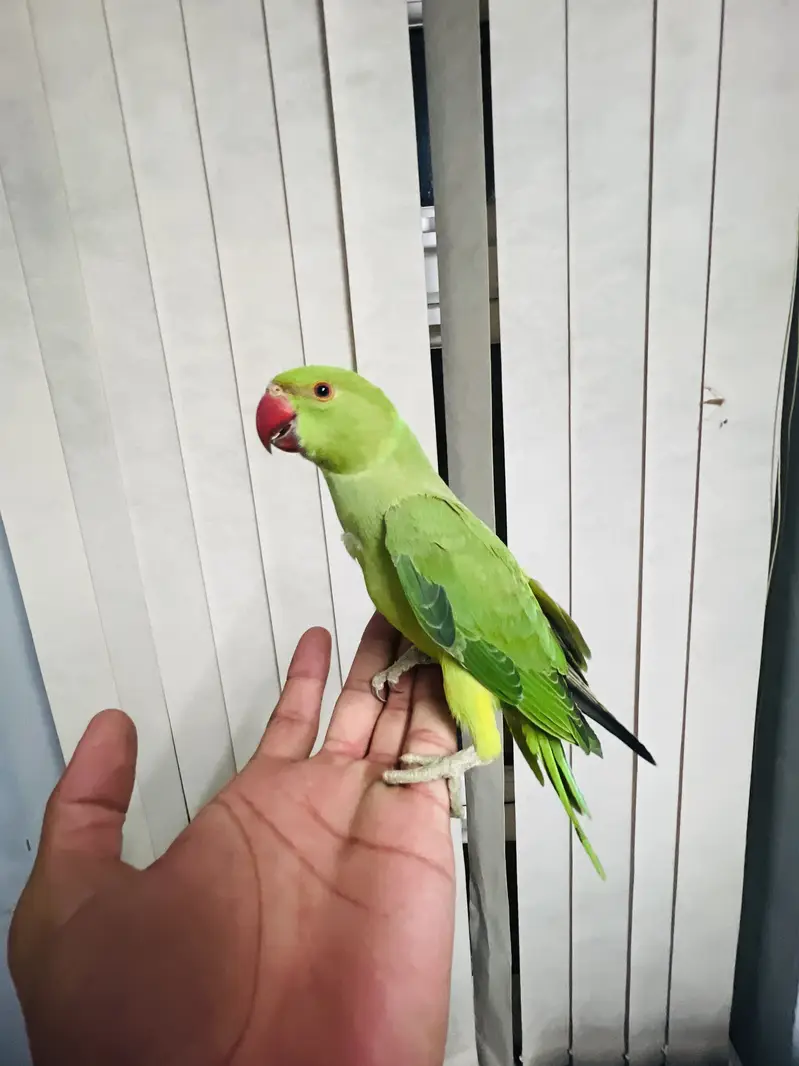 Beautiful baby Parrot for sale — photo 3
