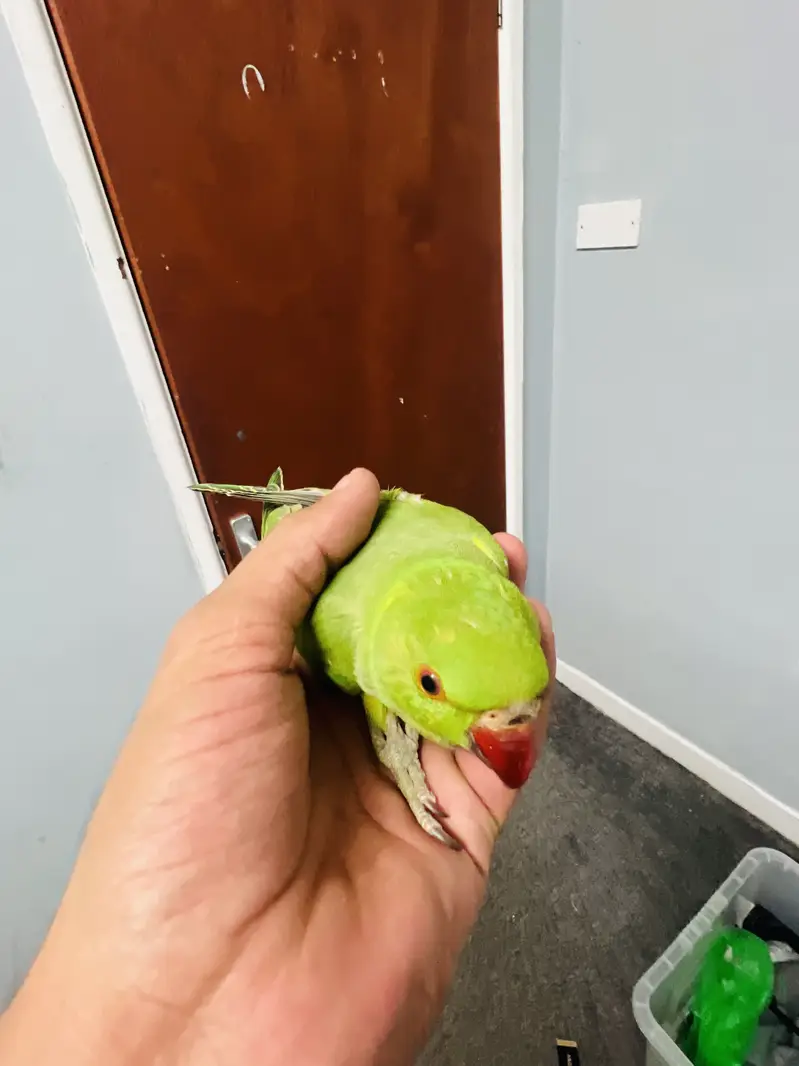 Beautiful baby Parrot for sale — photo 4