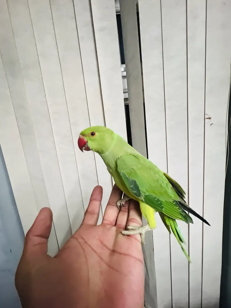 Beautiful baby Parrot for sale — photo 5
