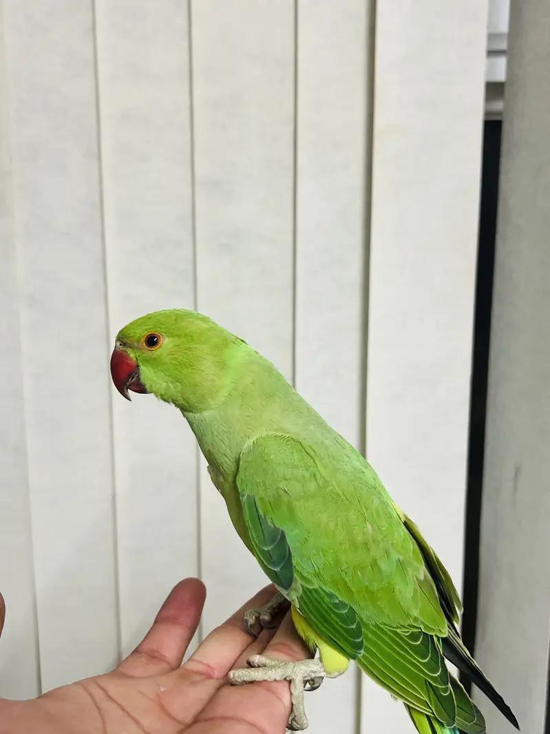 Beautiful baby Parrot for sale — photo 6