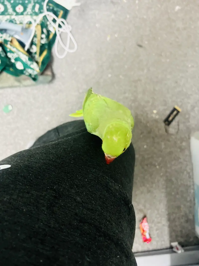 Beautiful baby Parrot for sale — photo 7
