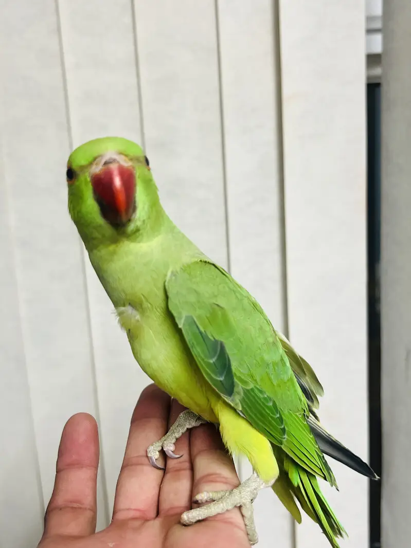 Beautiful baby Parrot for sale — photo 8