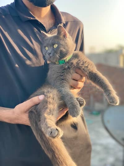 beautiful cat home pat