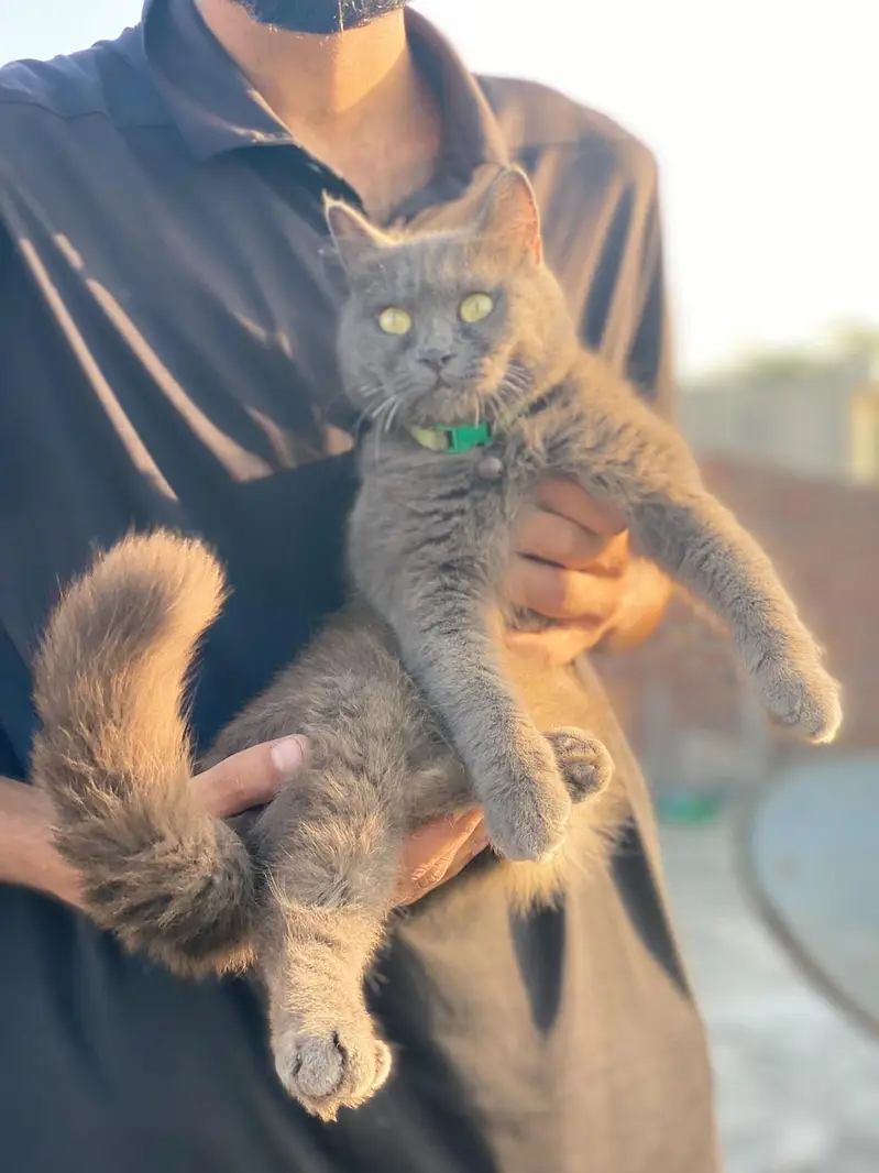 beautiful cat home pat — photo 2