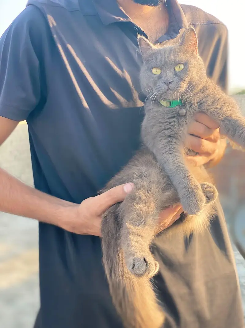 beautiful cat home pat — photo 3