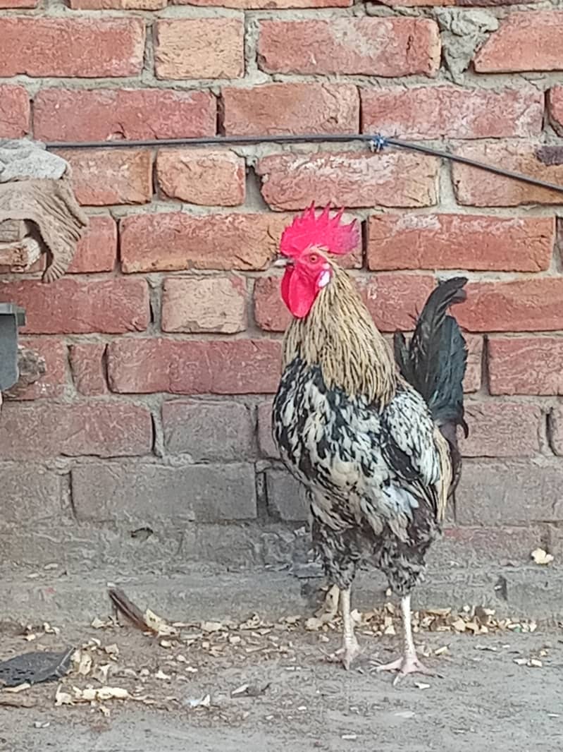 murga 1