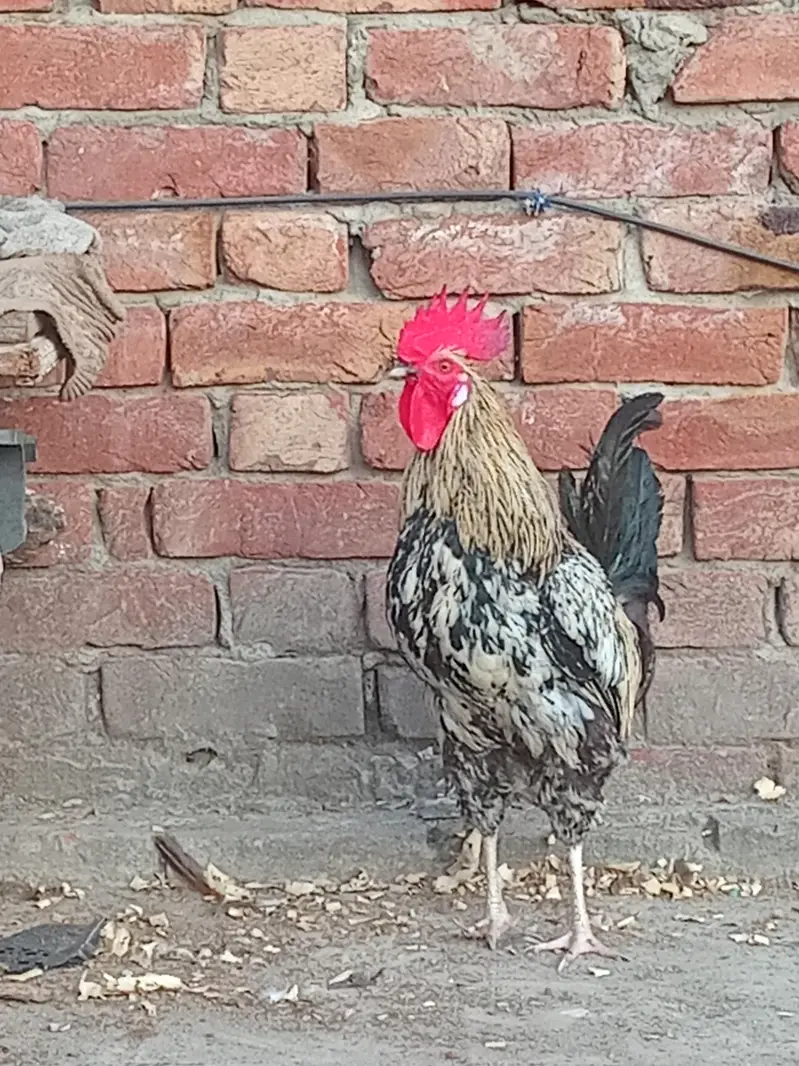 murga — photo 2