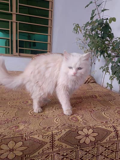 Cute Persian Cats For Sail