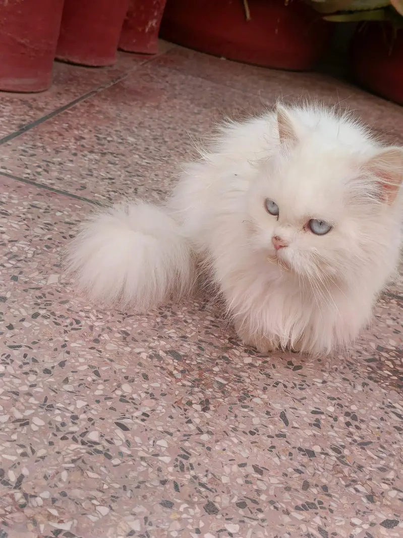 Cute Persian Cats For Sail — photo 4