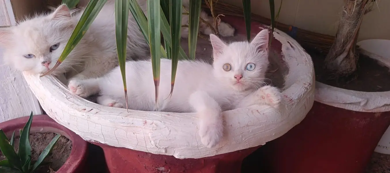 Cute Persian Cats For Sail — photo 2