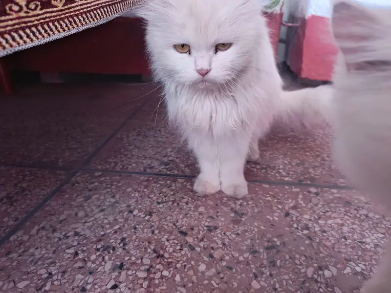 Cute Persian Cats For Sail — photo 6