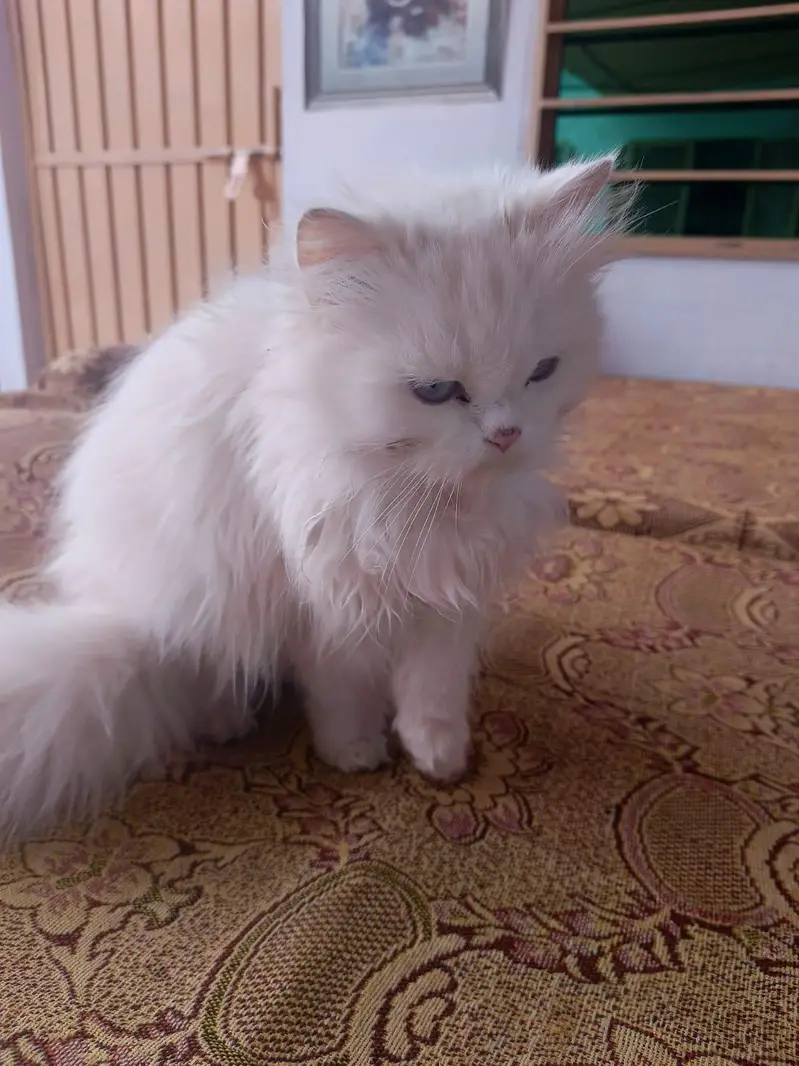 Cute Persian Cats For Sail — photo 7