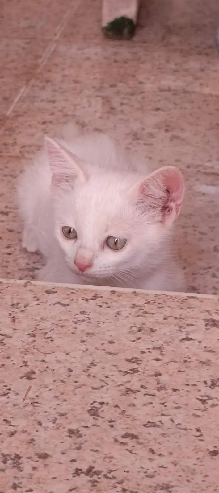 Cute Persian Cats For Sail — photo 9
