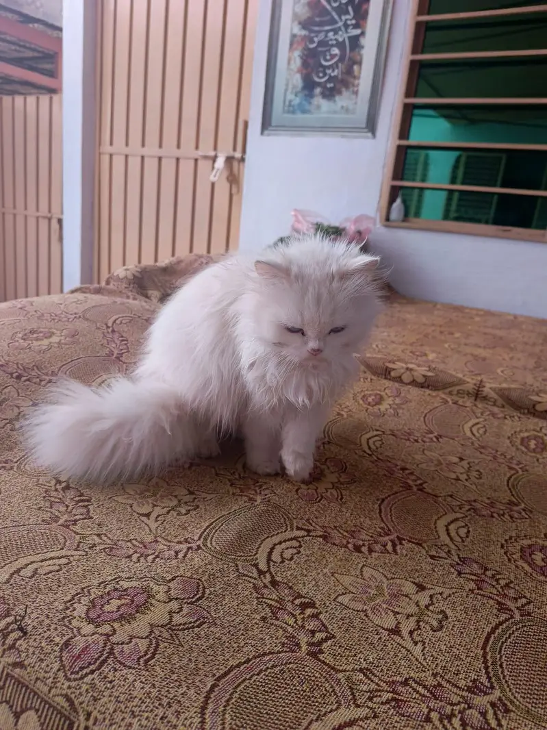 Cute Persian Cats For Sail — photo 11