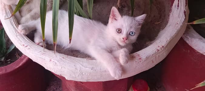 Cute Persian Cats For Sail