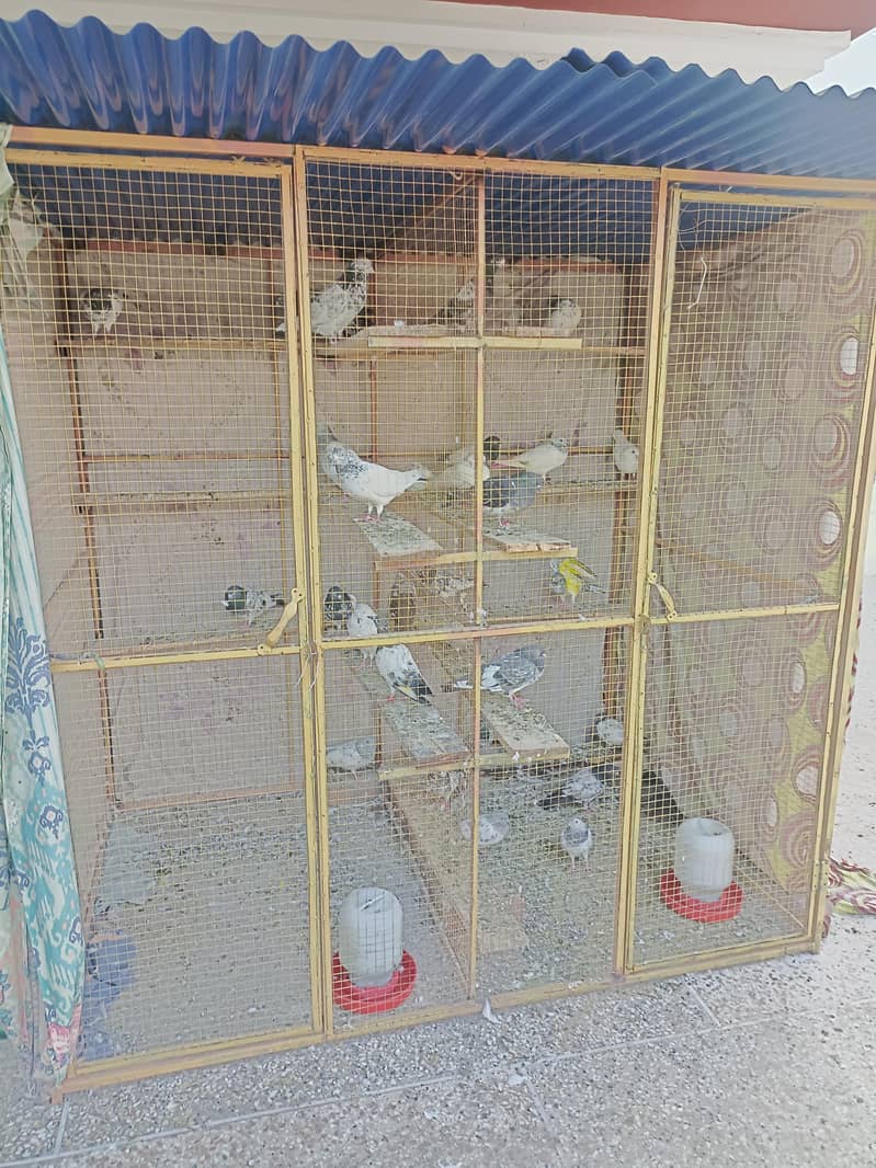 cages 5