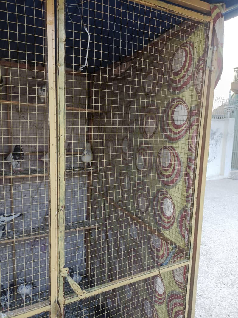 cages 6