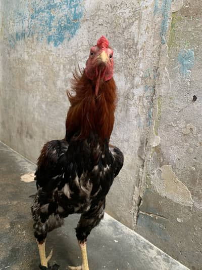 Cock so beautiful bacha