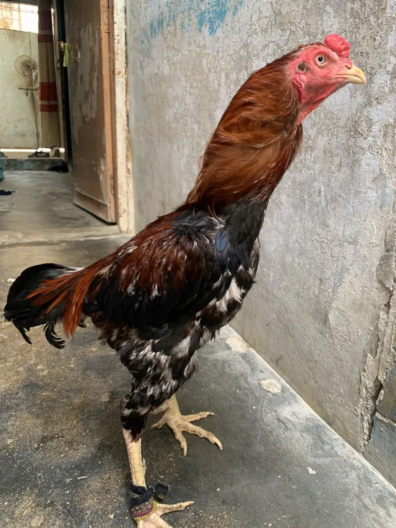 Cock so beautiful bacha — photo 2