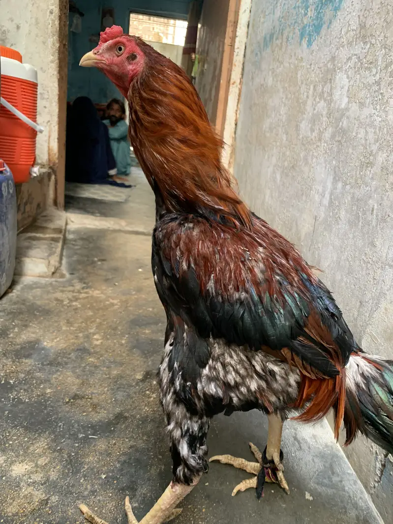 Cock so beautiful bacha — photo 3