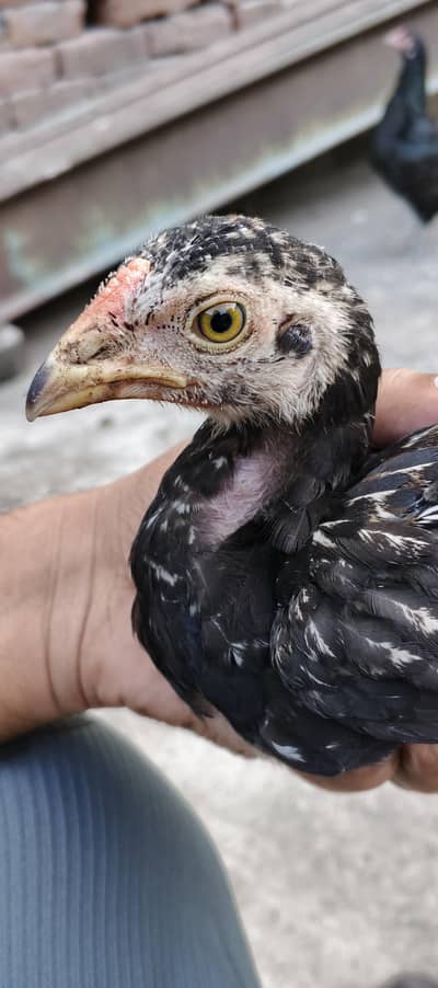 Female Aseel chick
