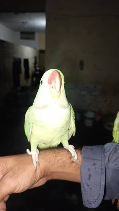 kashmeri raw parrots gander not confirmed