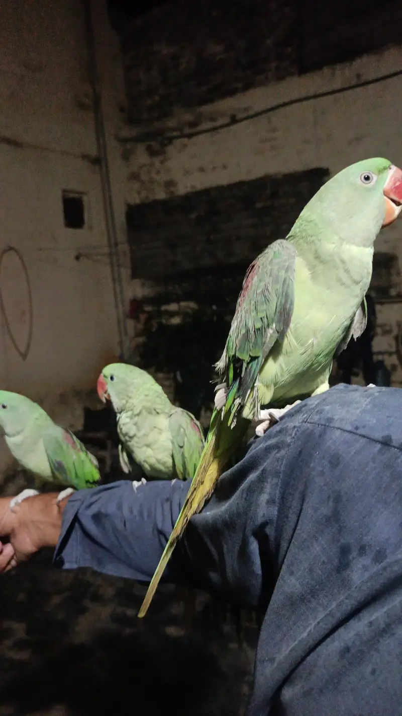 kashmeri raw parrots gander not confirmed — photo 2