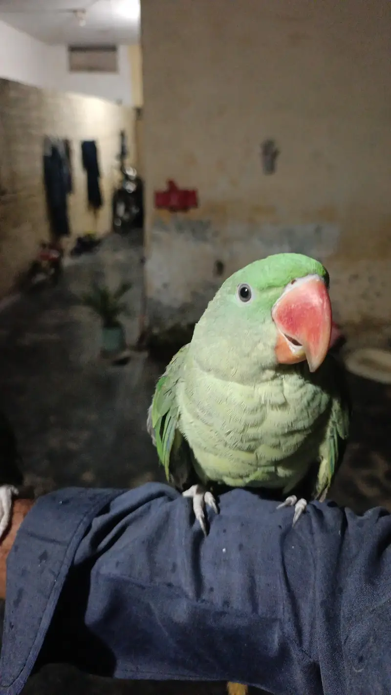 kashmeri raw parrots gander not confirmed — photo 3