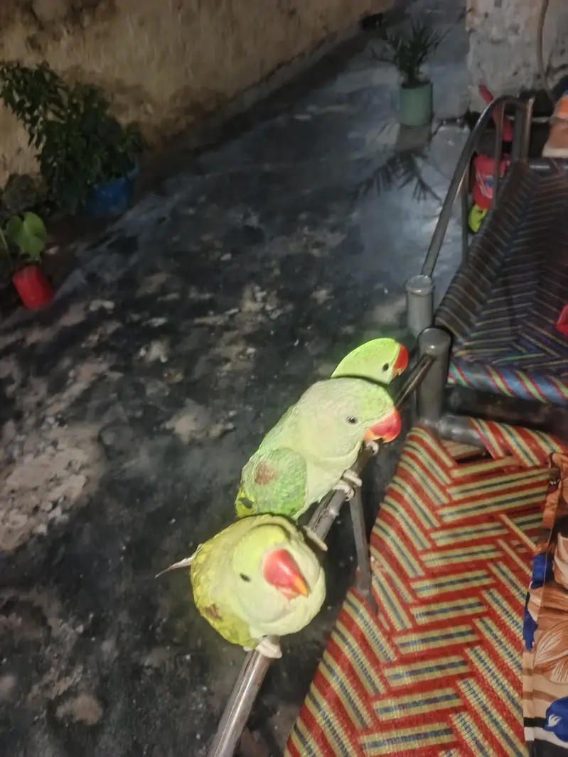 kashmeri raw parrots gander not confirmed — photo 6
