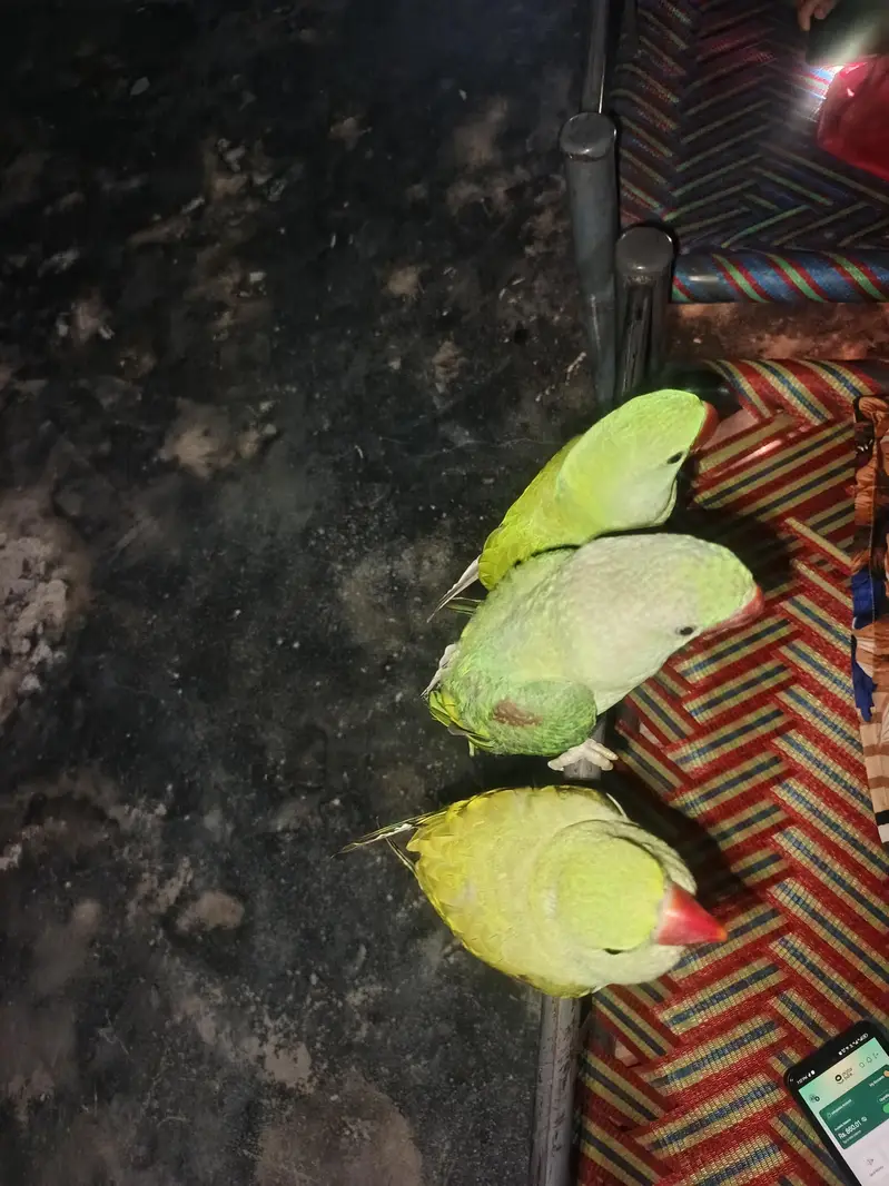 kashmeri raw parrots gander not confirmed — photo 7
