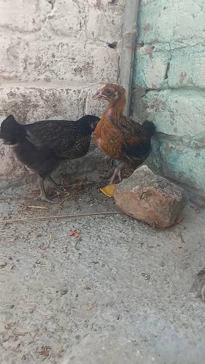 Desi chick for sale