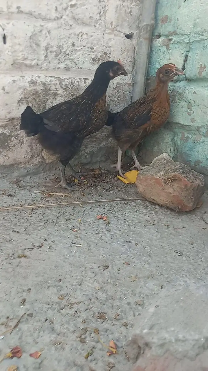 Desi chick for sale — photo 2