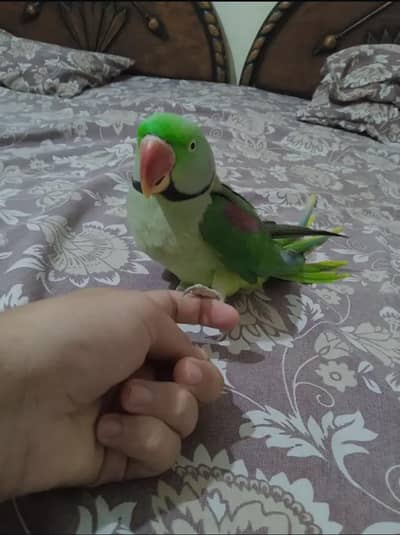 Red marked wing parrot for sale