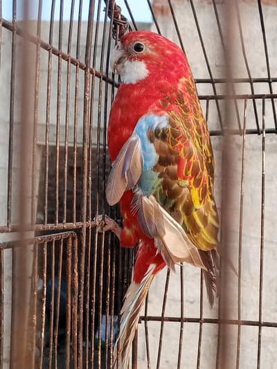 Beautiful Rosella Parrot for Sale  | Healthy & Active