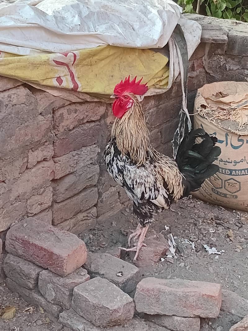 murga 2