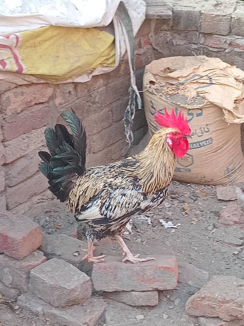 murga 3