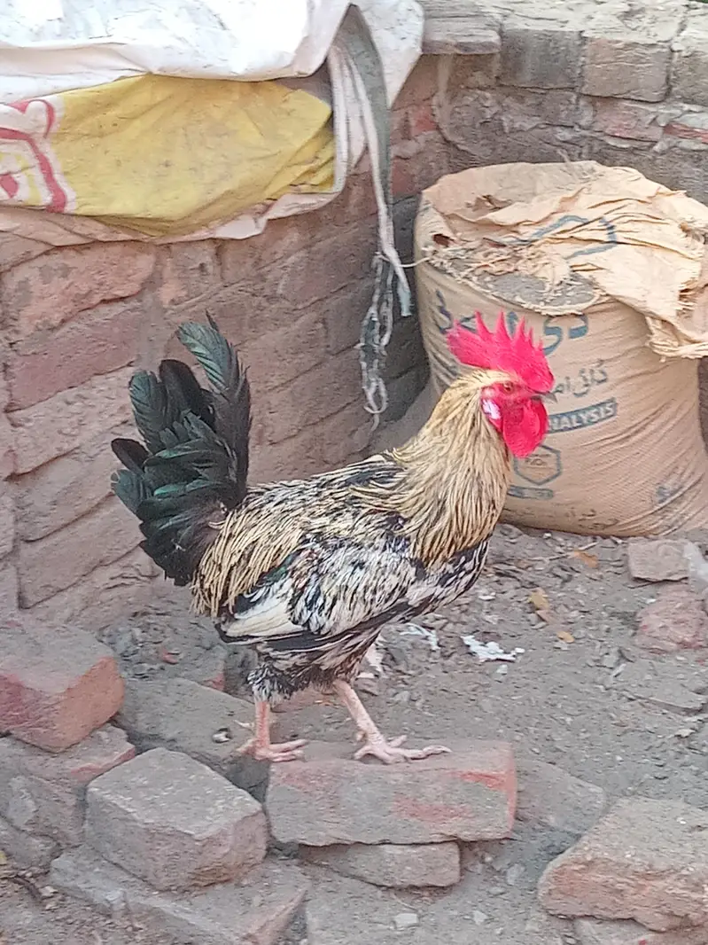 murga — photo 4