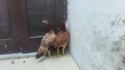 Pure  Aseel Mazboot Treen kiloon vali