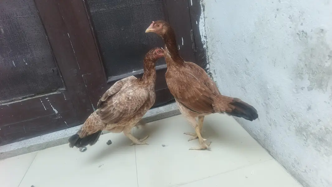 Pure  Aseel Mazboot Treen kiloon vali — photo 2