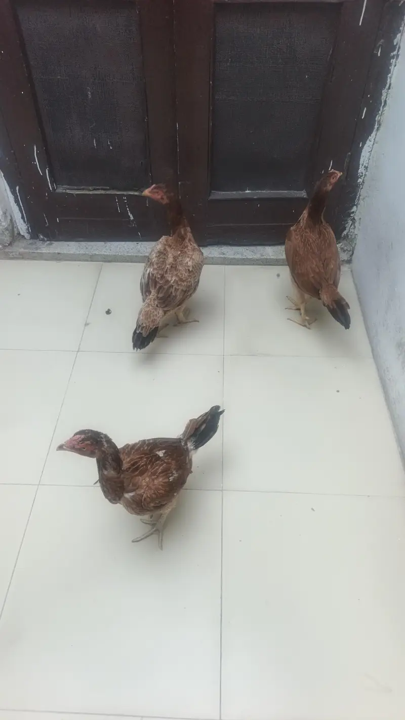 Pure  Aseel Mazboot Treen kiloon vali — photo 4