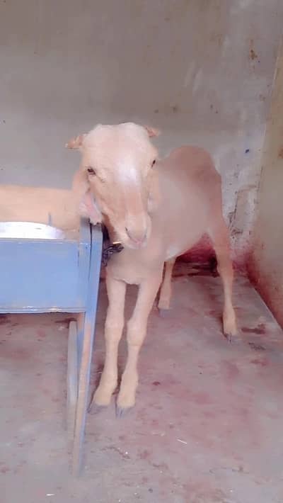Menda dabal hadi ka wtsb 03181237677