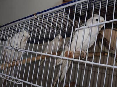 2 Cockatiel Males